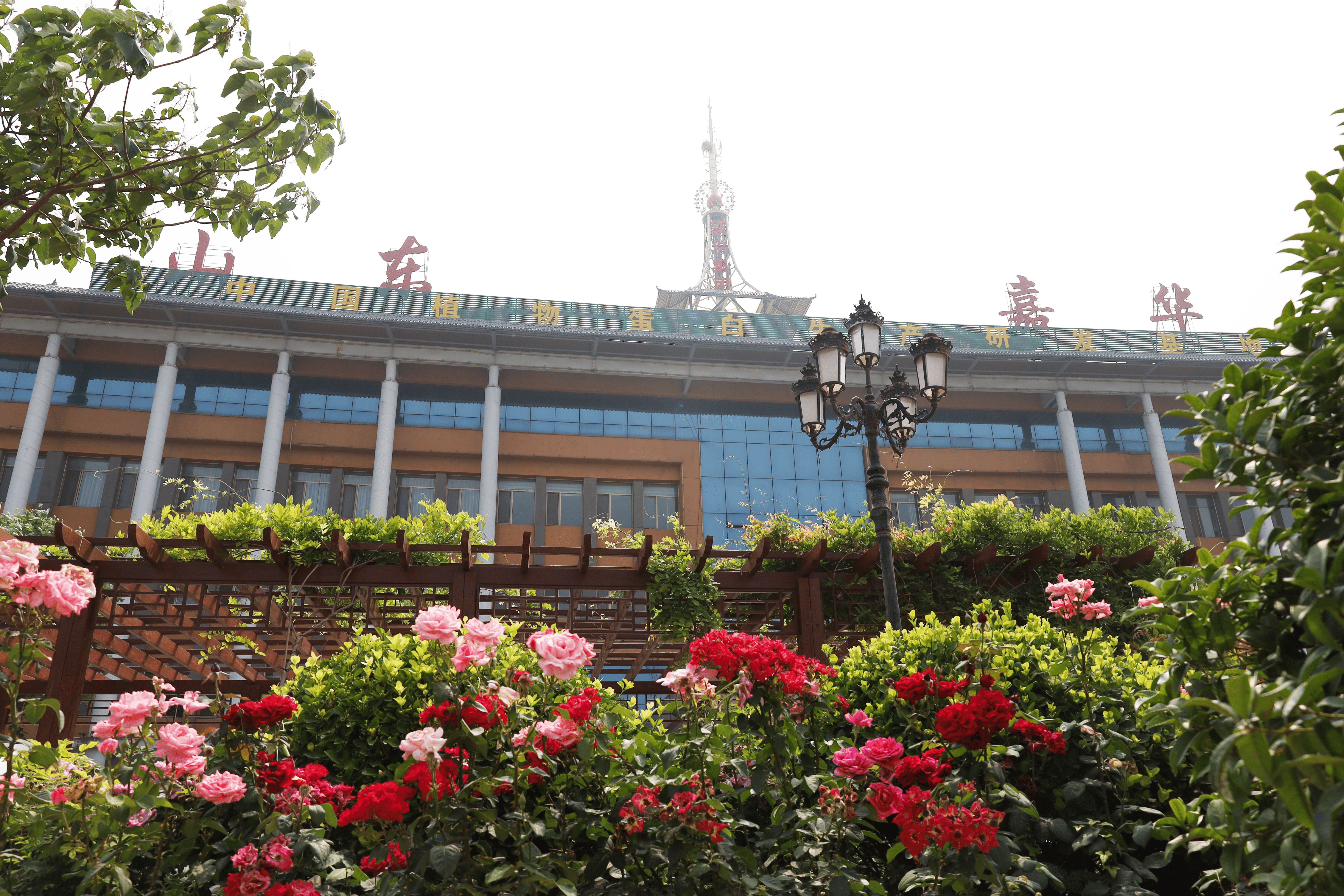 山东嘉华正脸_new